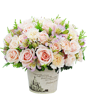 Hoa cẩm chướng - Yêu thương dịu dàng