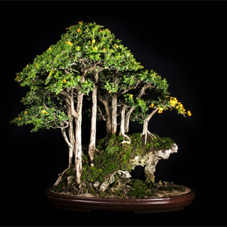 Cây Bonsai