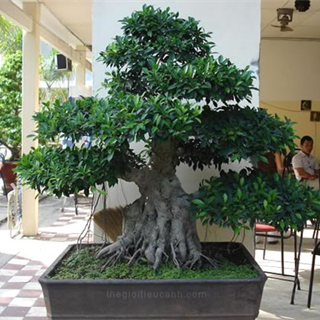 Bonsai